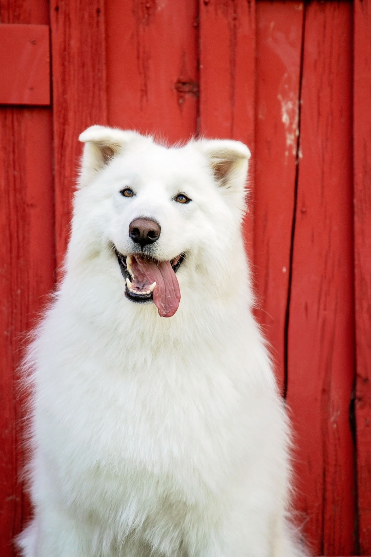 Beau smiling in front of a bright red barn door