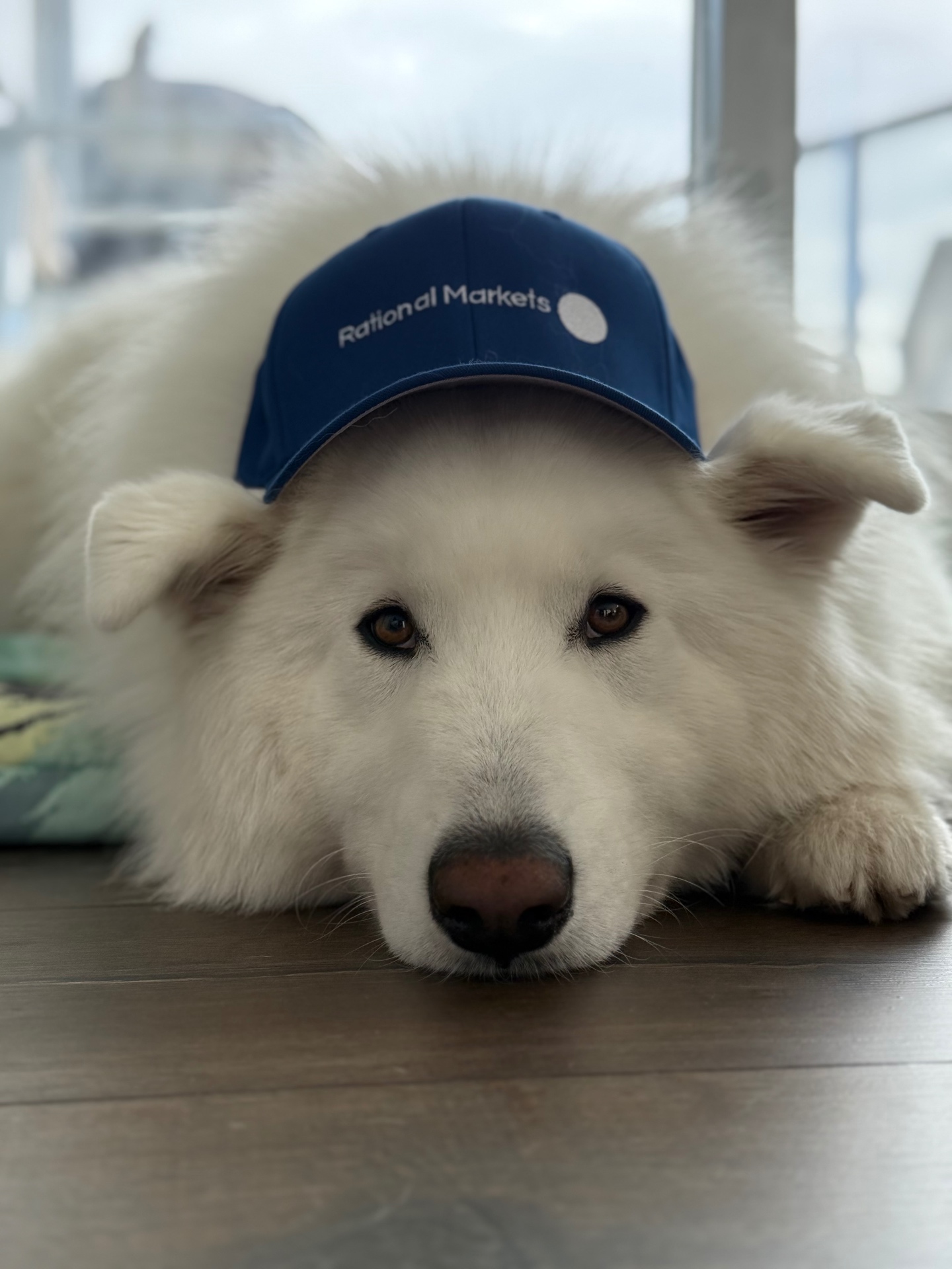 Beau resting with a blue Rational Markets cap on