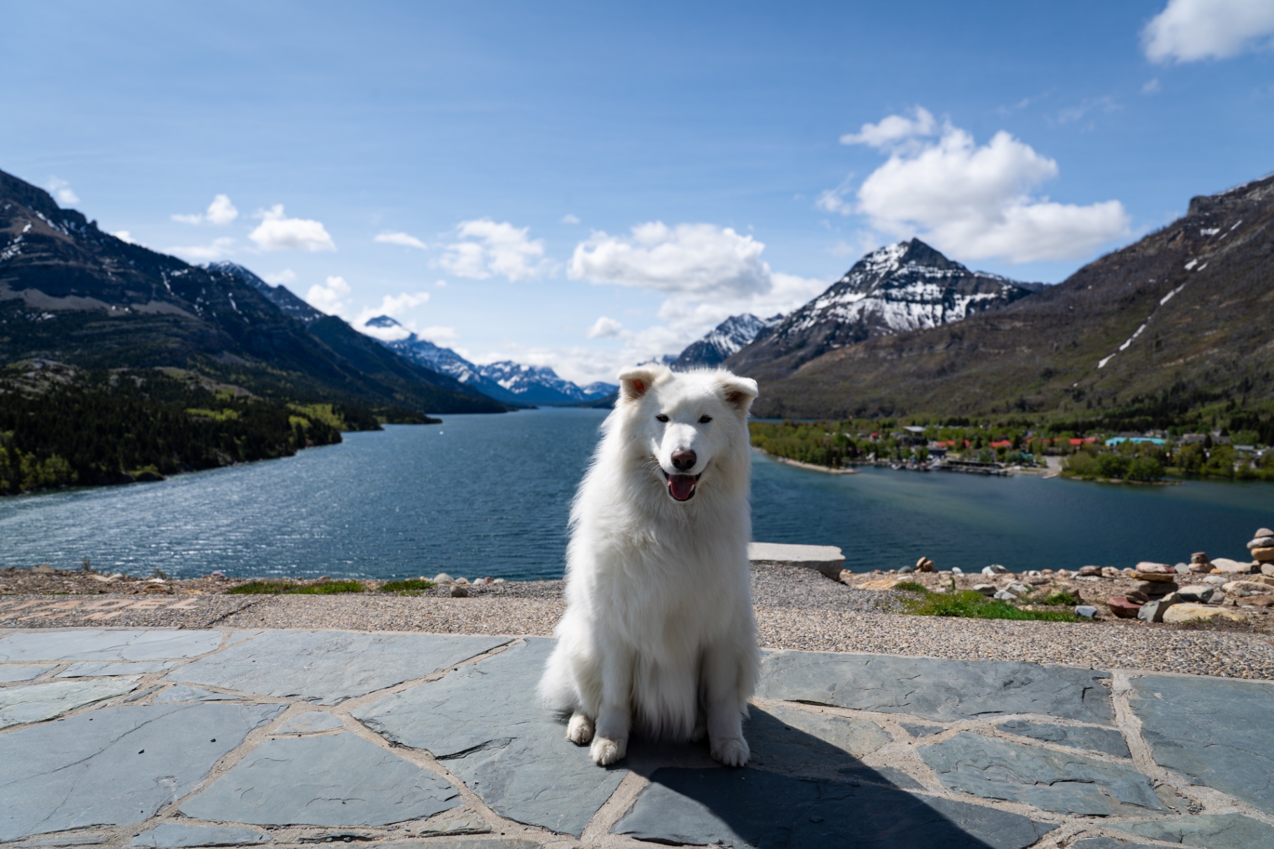 Beau the Samoyed sitting at a mountain lake overlook in Waterton Lakes